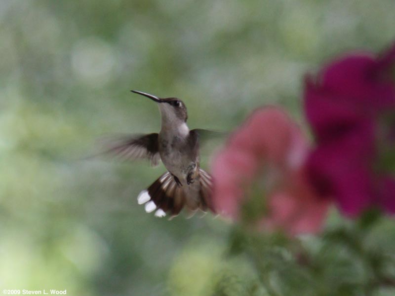 Hummingbird