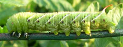 Hornworm2