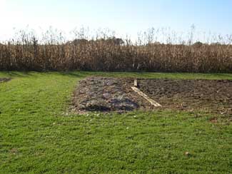 mulched garlic