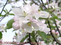 Apple Blossom