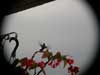 hummingbird1