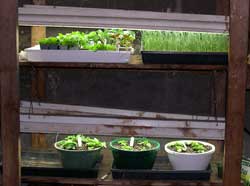 plants