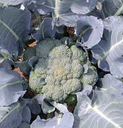 Broccoli head