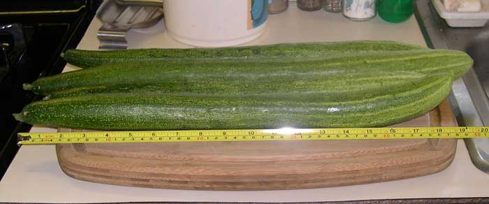 Japanese Long Pickling Cucumbers