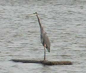 Blue Heron