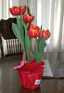 Forced tulips