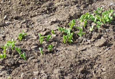 Peas emerging