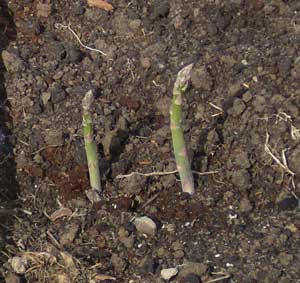 Asparagus
