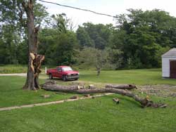 Tree down
