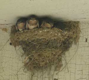 Baby barn swallows