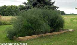 Asparagus patch