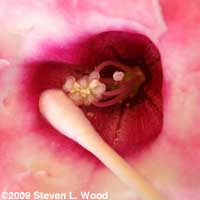 Collecting gloxinia pollen