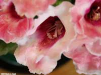 Gloxinia blooms
