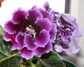 Double Brocade Gloxinia