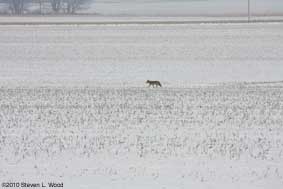 Coyote 1