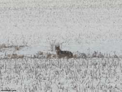 Coyote 2