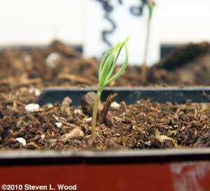 Blue spruce seedling