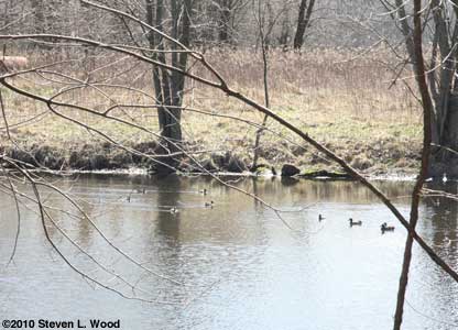 Ducks