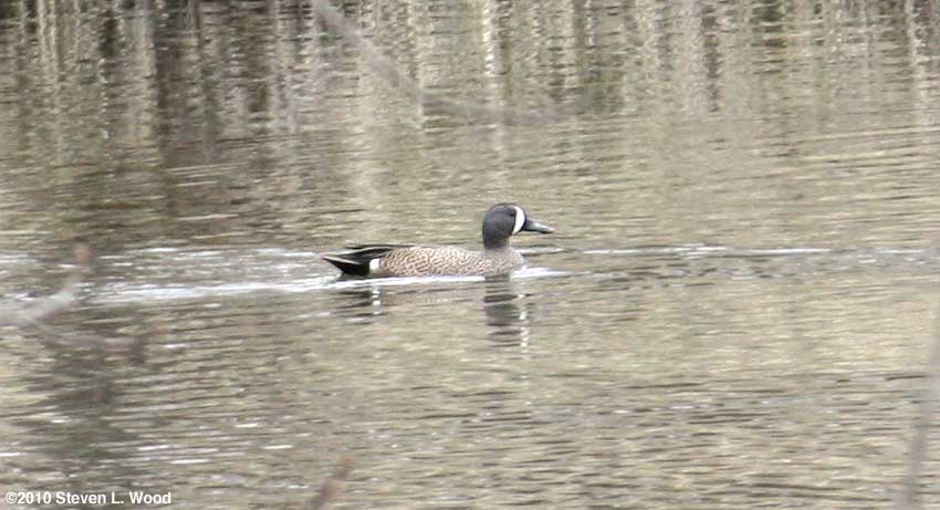 Blue-winged teal