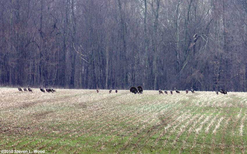 Turkeys