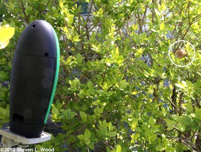 GardenWatchCam 7 mantis egg case