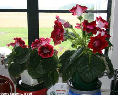 Gloxinias