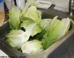 Lots of lettuce