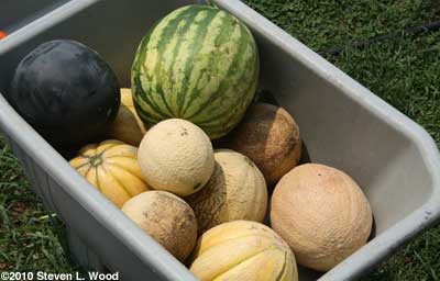 Lots of melons