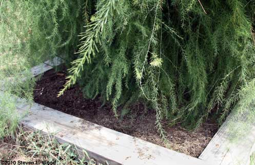 Compost and asparagus