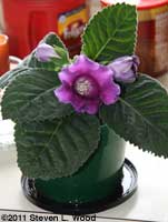 Cranbury Tiger Gloxinia