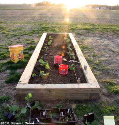 Planting broccoli in the setting sun