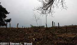 Asparagus Dark Forest