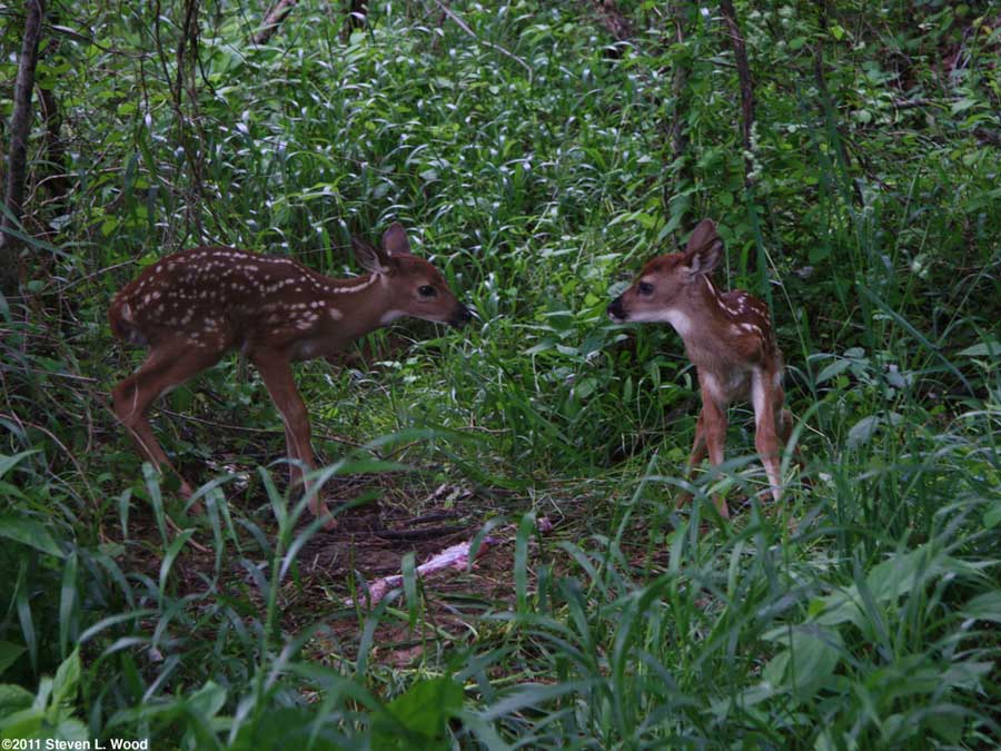 Fawns