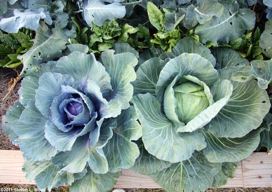 Cabbage