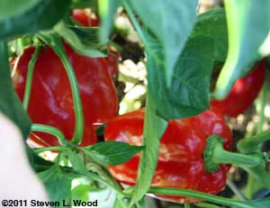 Earliest Red Sweet peppers