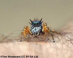 Spider on Tom Woodward's arm