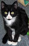 Our latest rescue - Tux