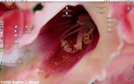 Gloxinia closeup desktop