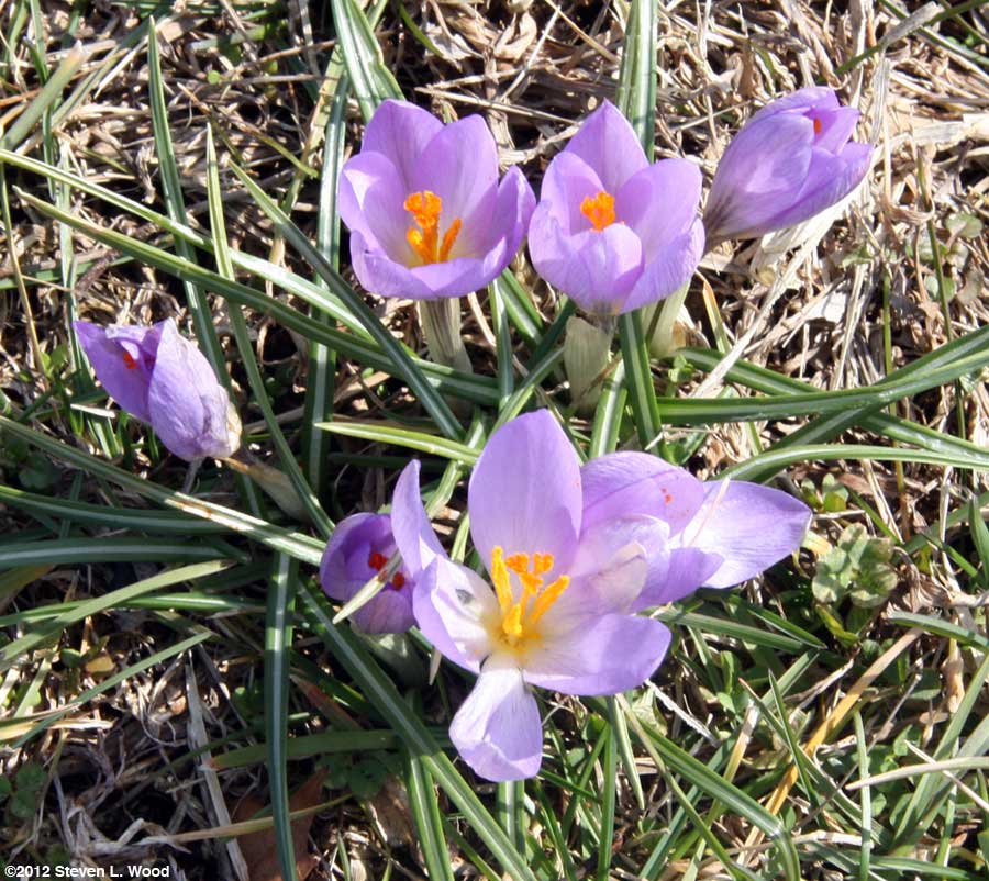 Crocus blooms