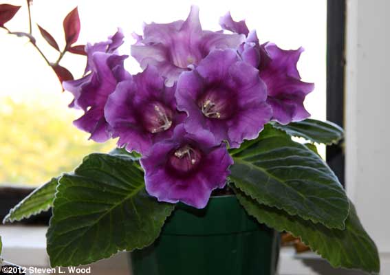 Purple gloxinia