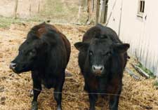 Hey! We're not pigs!