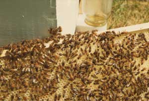 bees