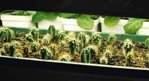 Cactus flat