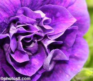 Close-up of purple flower