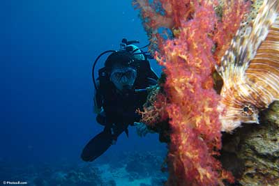 Skindiver from Photos8.com