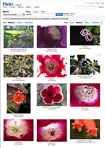CC Flickr Search Results