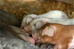 Piglets nursing