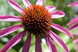 Purplecone