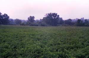 Alfalfa field