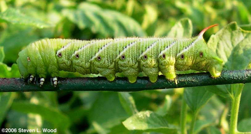 Hornworm